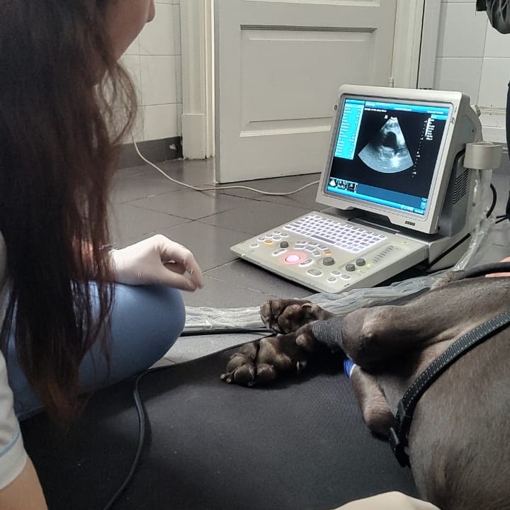Especialista veterinaria realizando ecografía de alta precisión en perro Golden Retriever en Animavet Coghlan