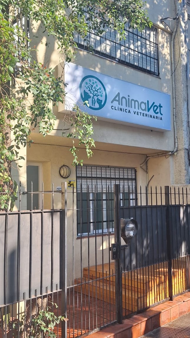 Ecografía veterinaria en Animavet Coghlan